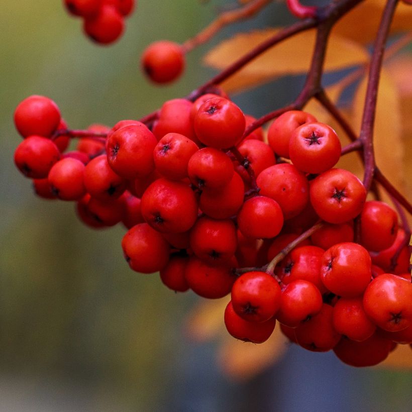 Sorbier des oiseleurs - Sorbus aucuparia Sheerwater Seedling (Récolte)