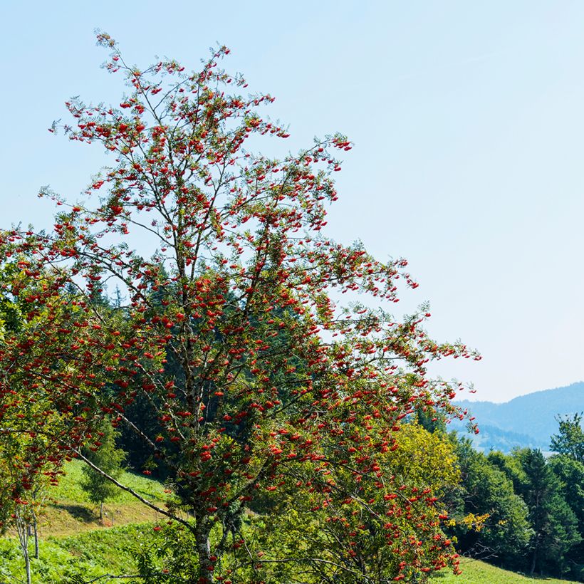 Sorbier des oiseleurs - Sorbus aucuparia Wettra (Port)