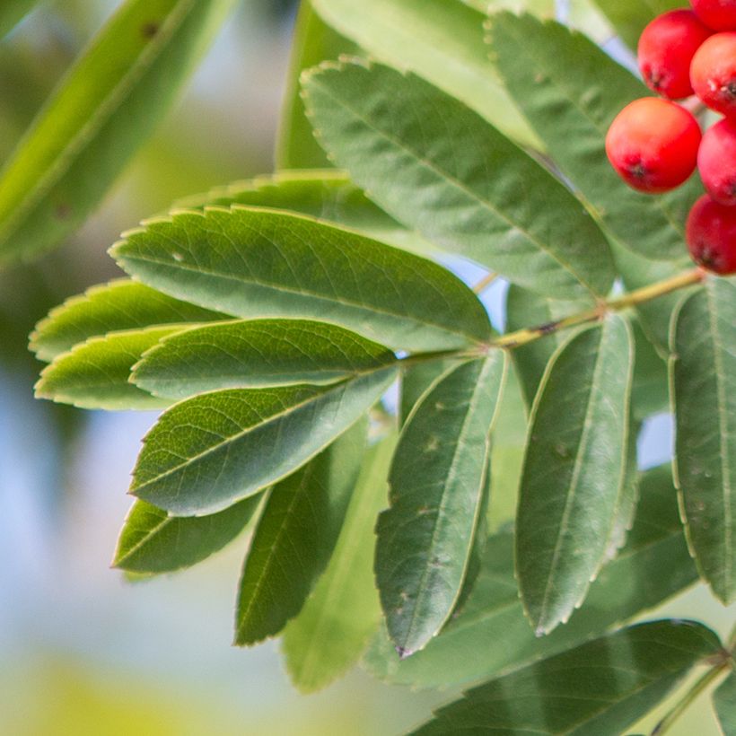 Sorbier des oiseleurs - Sorbus aucuparia Wettra (Feuillage)