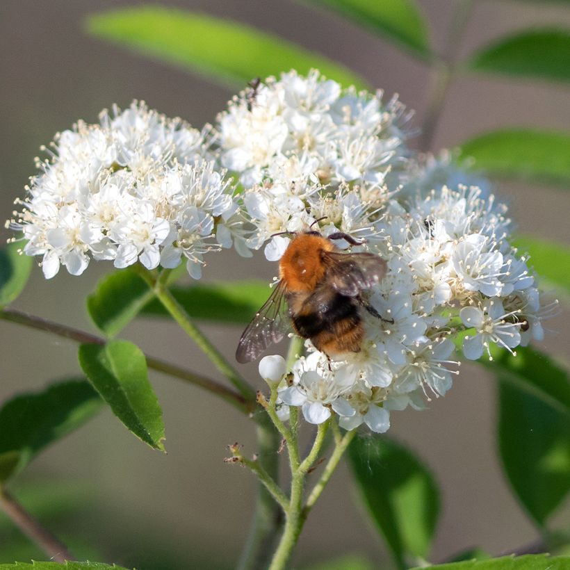 Sorbier des oiseleurs - Sorbus aucuparia Wettra (Floraison)