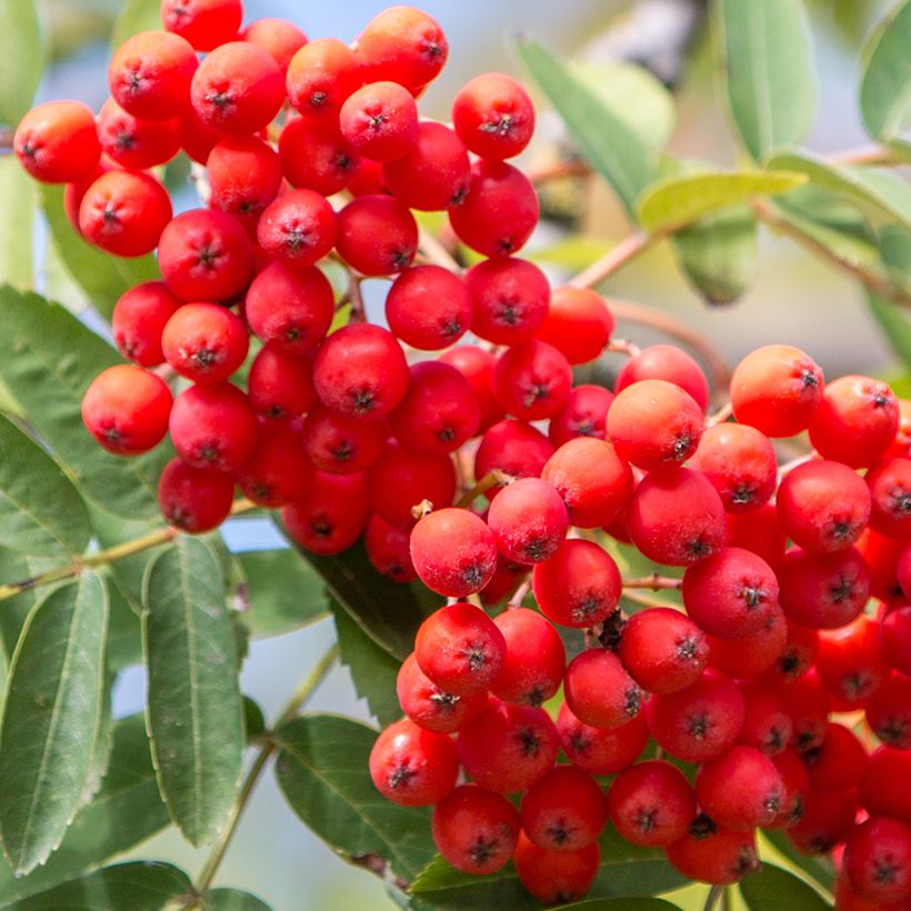 Sorbier des oiseleurs - Sorbus aucuparia Wettra (Récolte)