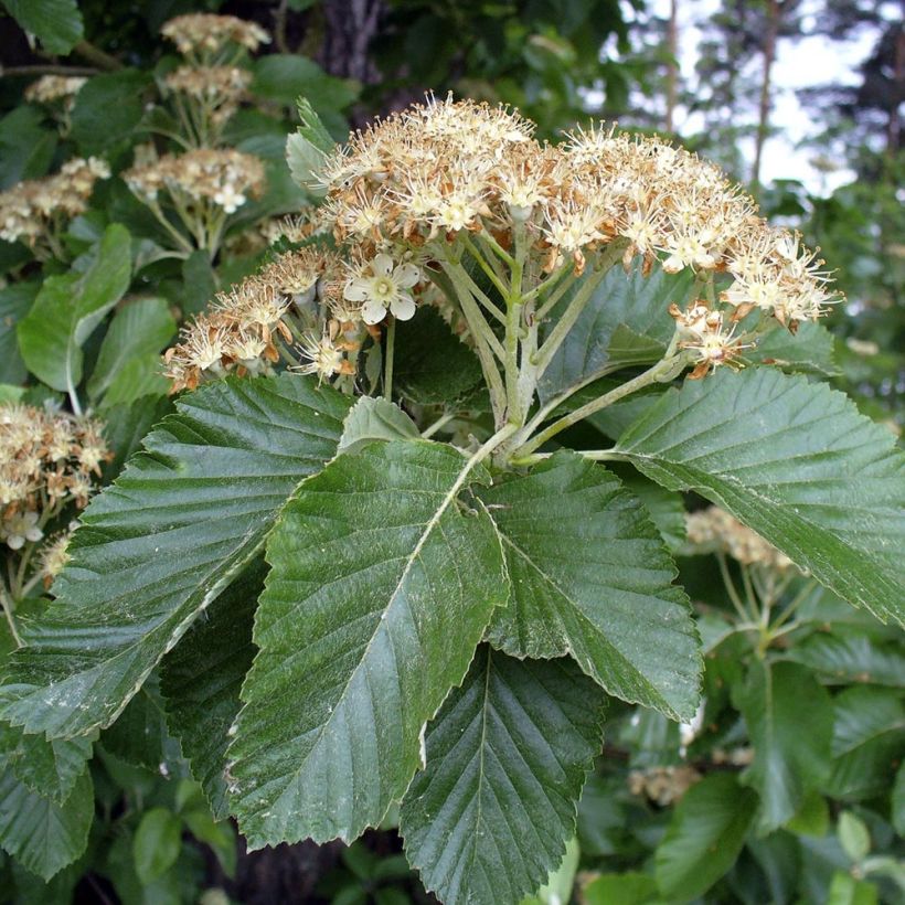 Sorbus aria - Alisier blanc (Feuillage)