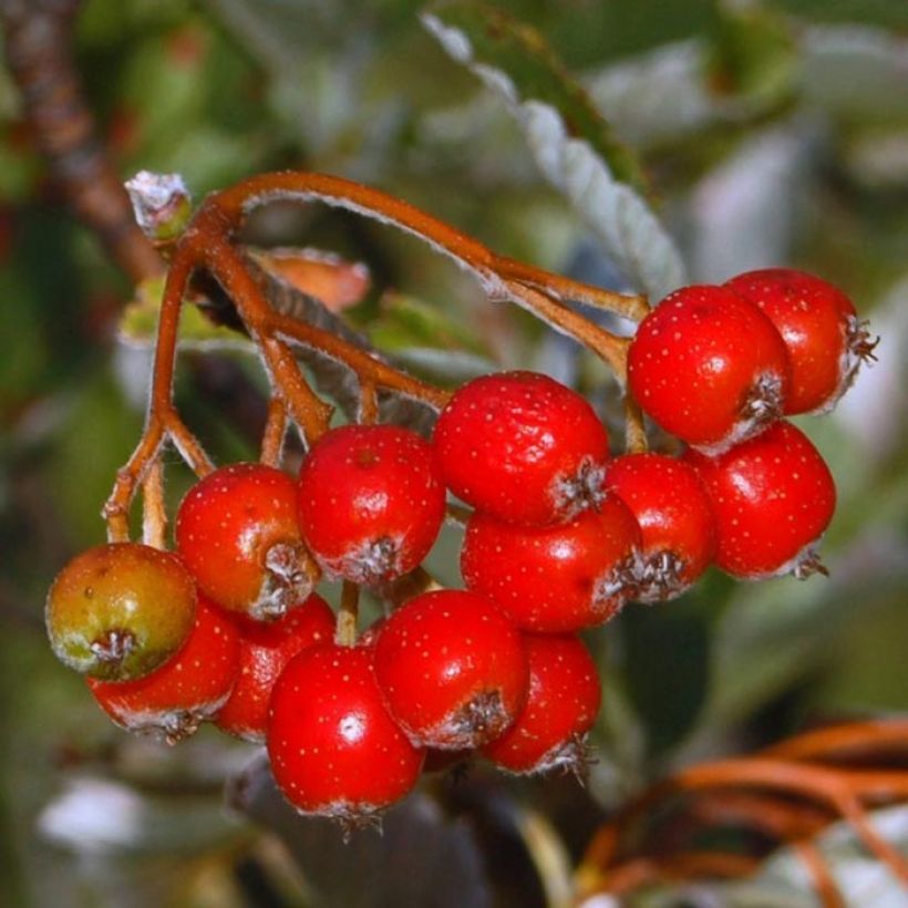 Sorbus aria - Alisier blanc (Récolte)