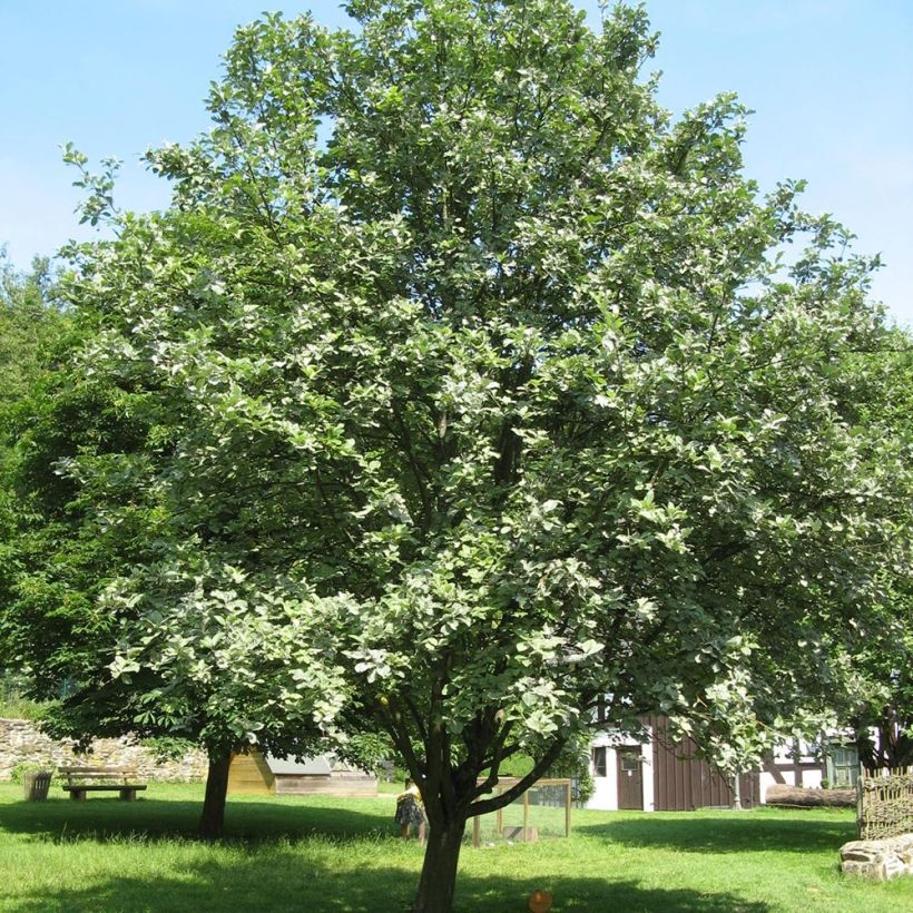 Sorbus aria - Alisier blanc (Port)