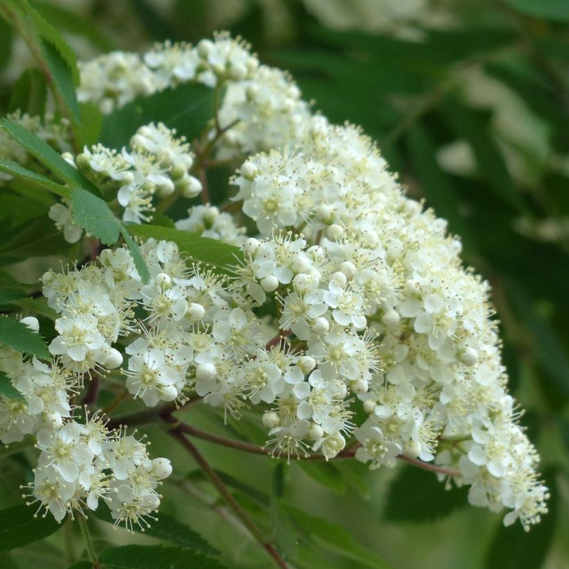 Sorbus aucuparia Autumn Spire - Sorbier des oiseleurs (Floraison)