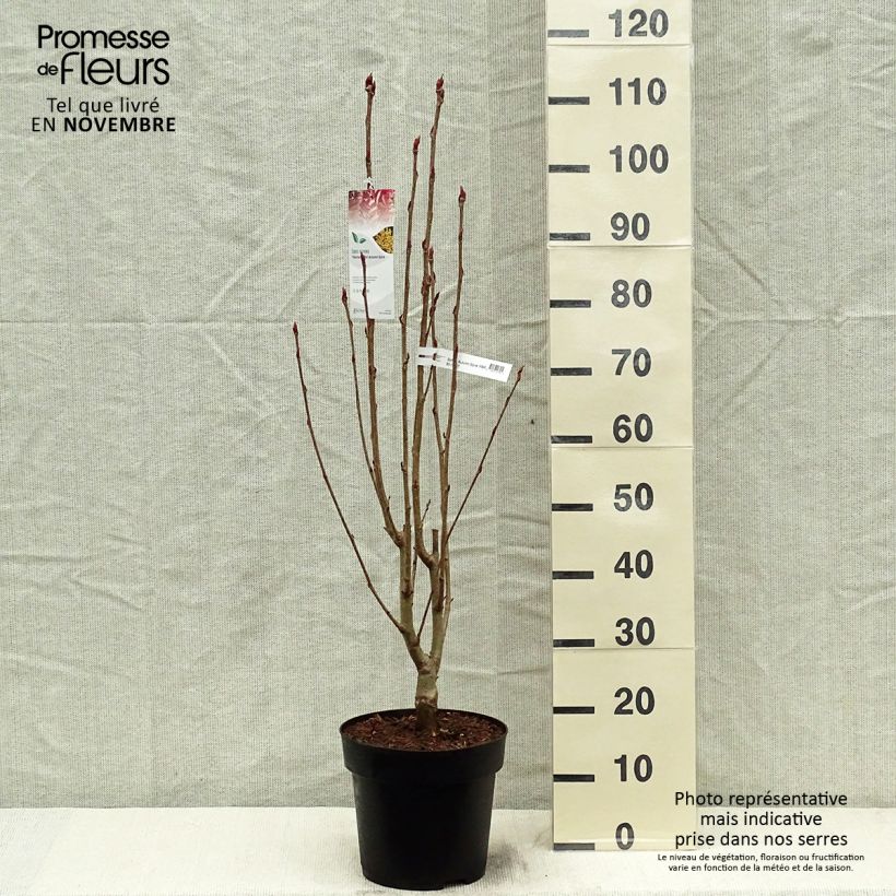 Spécimen de Sorbus aucuparia Autumn Spire - Sorbier des oiseleurs tel que livré en automne
