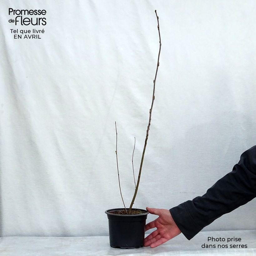 Spécimen de Sorbus aucuparia - Sorbier des oiseleurs tel que livré au printemps