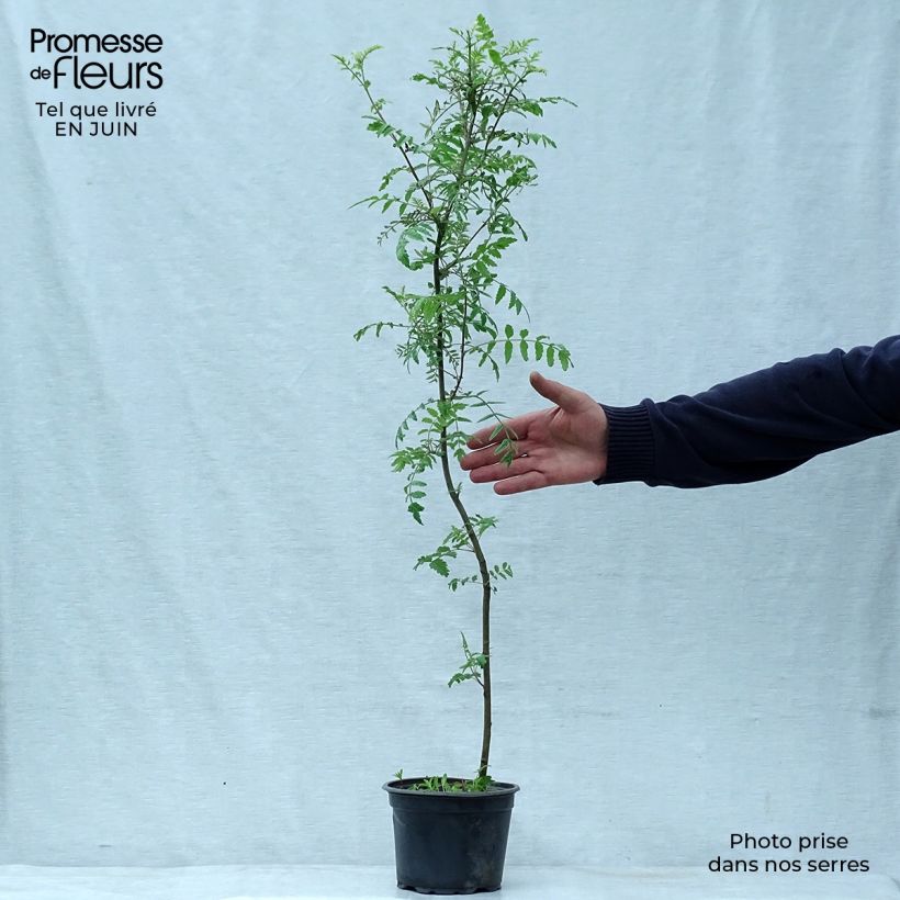 Spécimen de Sorbus aucuparia - Sorbier des oiseleurs Pot de 2L/3L tel que livré en été
