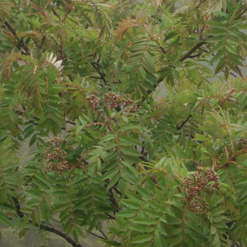 Sorbus randaiensis - Sorbier de Taïwan (Feuillage)