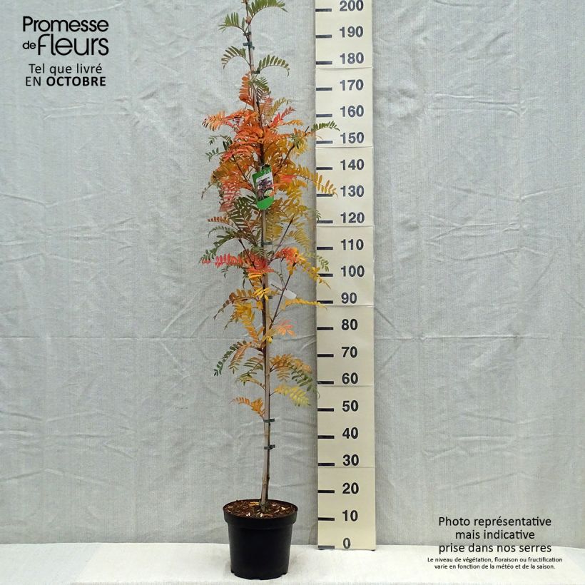 Spécimen de Sorbus scalaris - Sorbier à feuilles de fougère Pot de 7,5L/10L tel que livré en automne