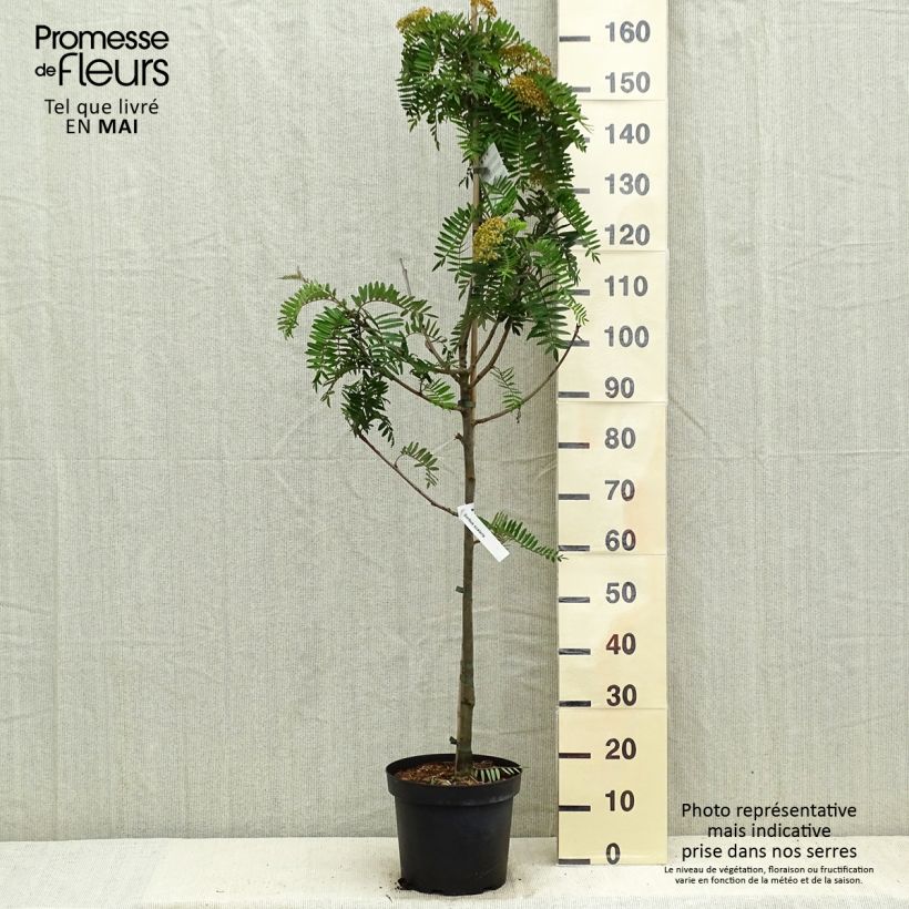 Spécimen de Sorbus scalaris - Sorbier à feuilles de fougère tel que livré au printemps