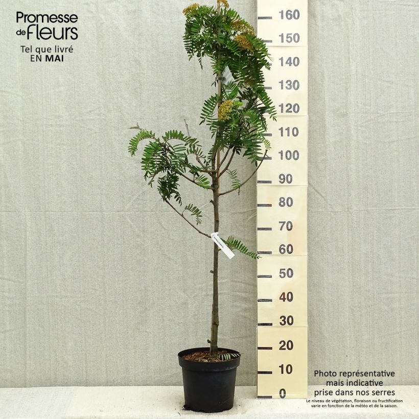 Spécimen de Sorbus scalaris - Sorbier à feuilles de fougère Pot de 7,5L/10L tel que livré au printemps