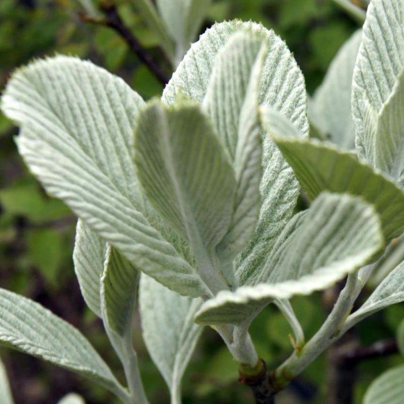 Sorbus wardii - Alisier du Tibet (Feuillage)