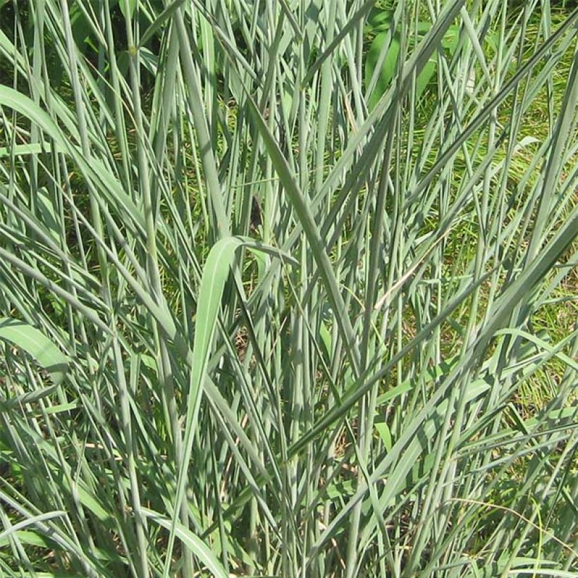 Sorghastrum nutans - Herbe des indiens (Feuillage)