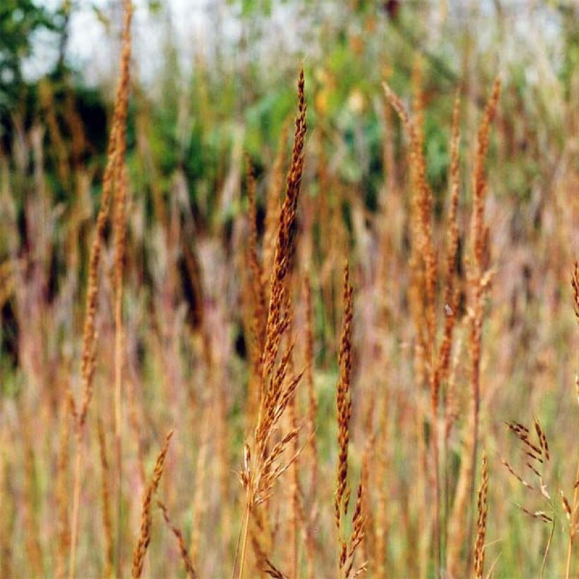 Sorghastrum nutans - Herbe des indiens (Floraison)