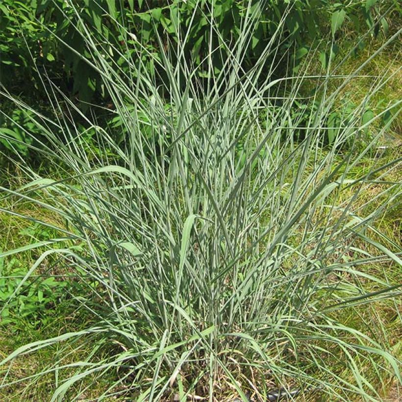 Sorghastrum nutans - Herbe des indiens (Port)