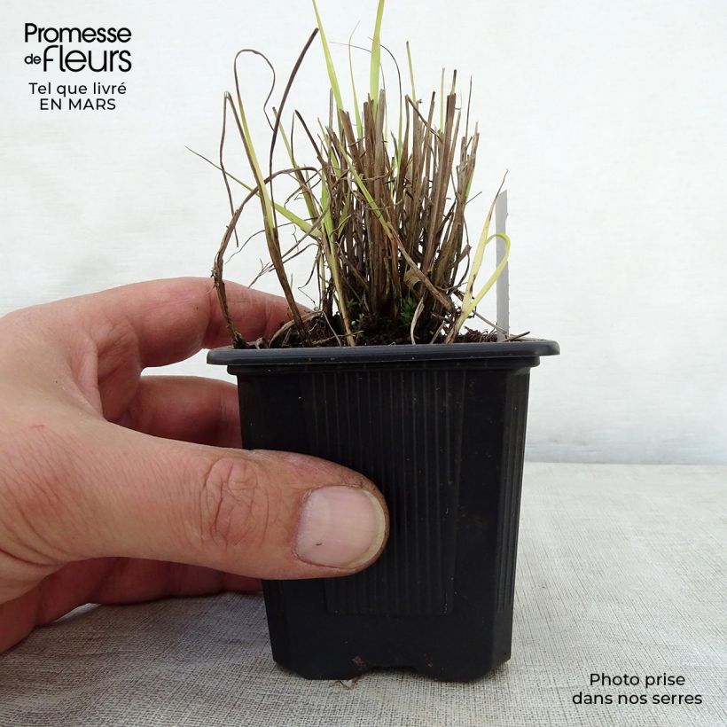 Spécimen de Sorghastrum nutans - Herbe des indiens Godet de 9cm tel que livré au printemps