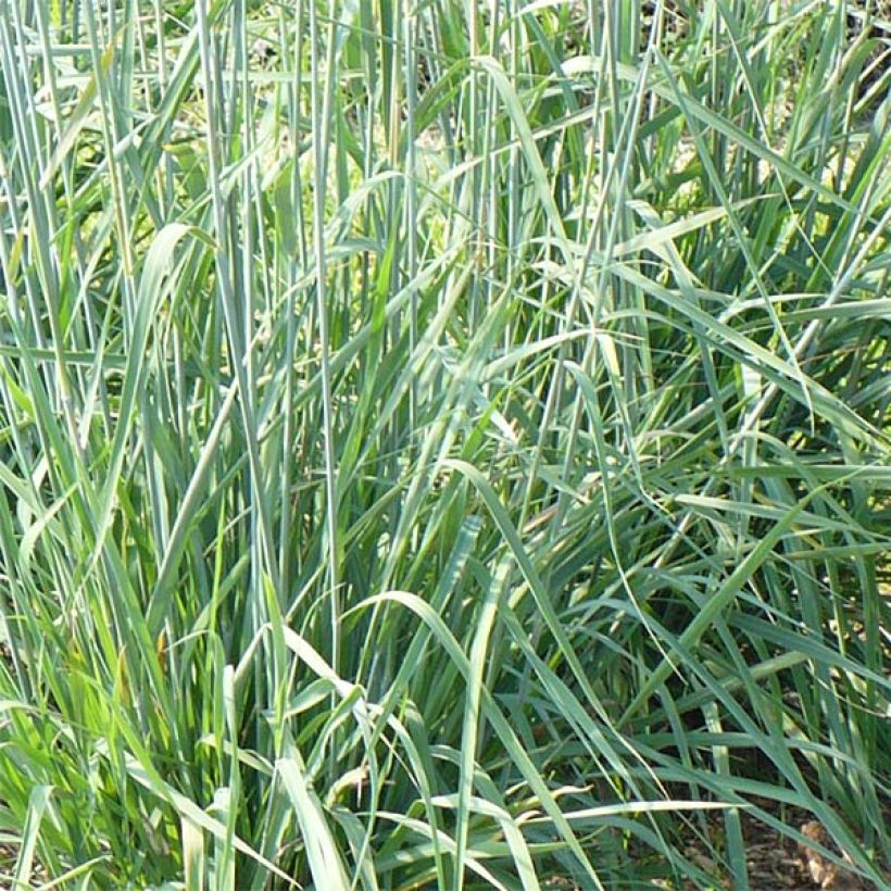 Sorghastrum nutans Sioux Blue - Herbe des Indiens (Feuillage)