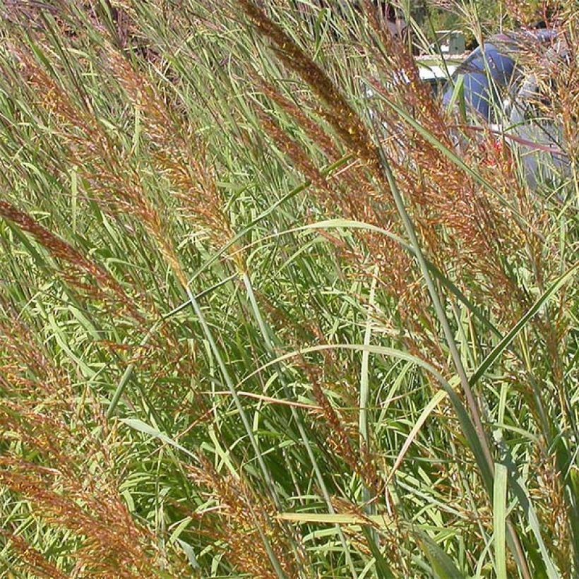 Sorghastrum nutans Sioux Blue - Herbe des Indiens (Floraison)