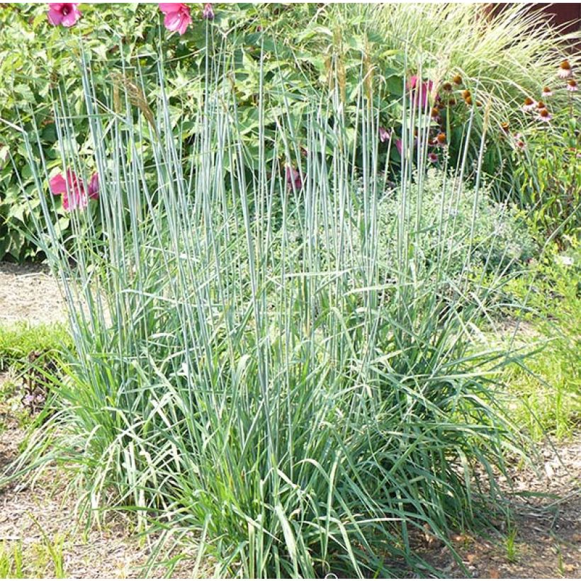 Sorghastrum nutans Sioux Blue - Herbe des Indiens (Port)