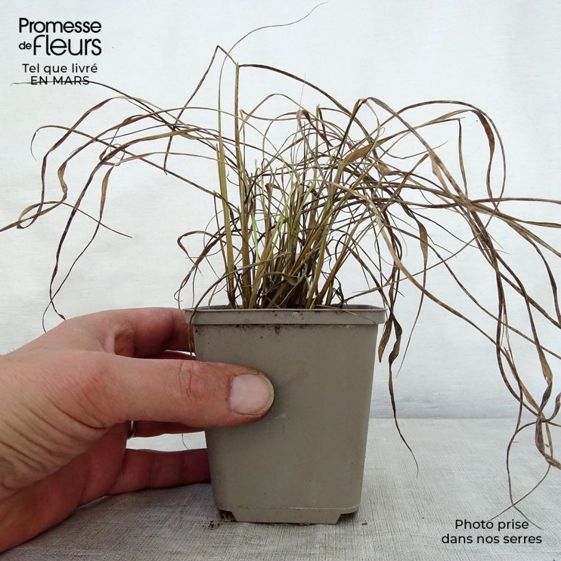 Spécimen de Sorghastrum nutans Sioux Blue - Herbe des Indiens Godet de 9cm tel que livré au printemps