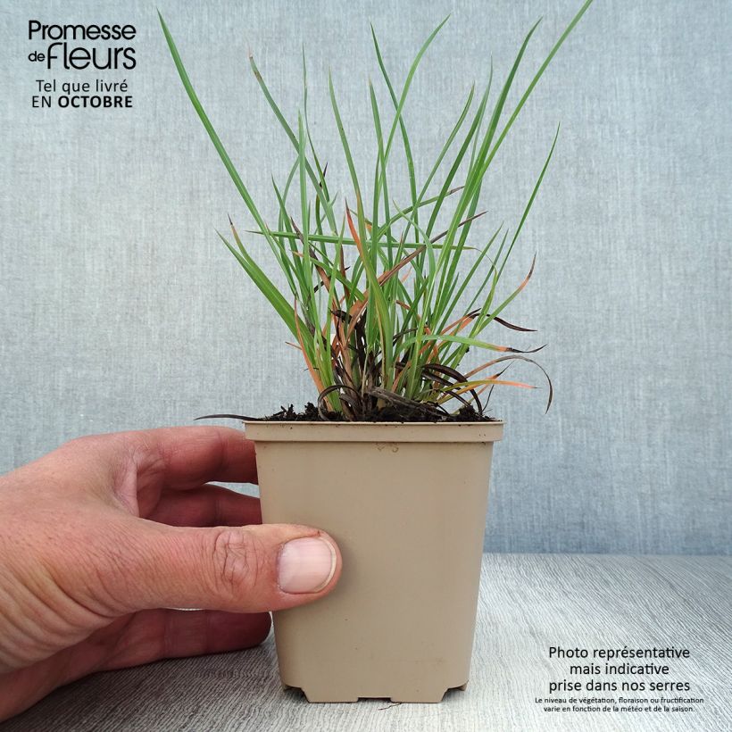 Spécimen de Sorghastrum nutans Sioux Blue - Herbe des Indiens Godet de 8/9 cm tel que livré en automne