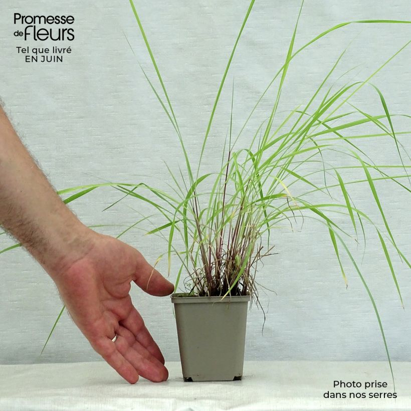 Spécimen de Sorghastrum nutans Sioux Blue - Herbe des Indiens Godet de 8/9 cm tel que livré en été