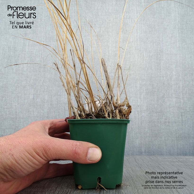 Spécimen de Spartina pectinata Aureomarginata - Spartine pectinée panachée Godet de 8/9 cm tel que livré en hiver