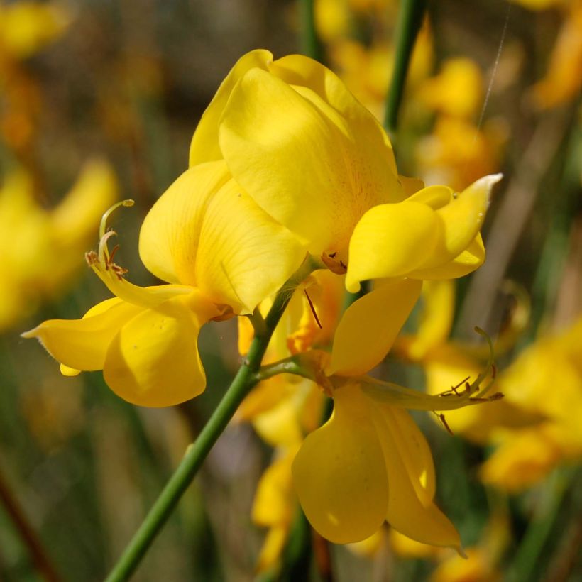 Genêt d'Espagne - Spartium junceum (Floraison)