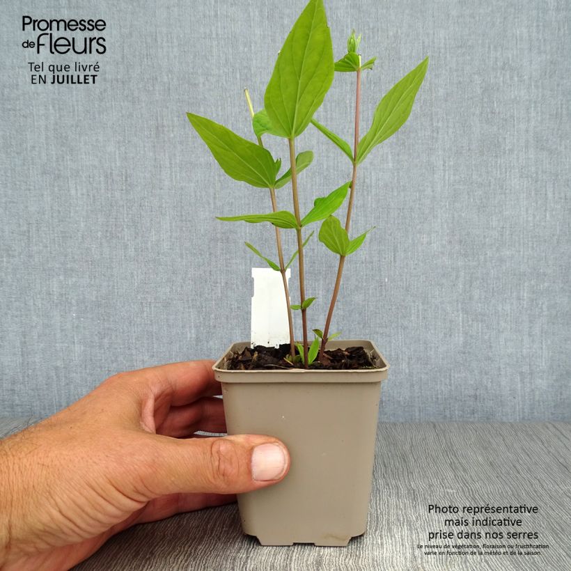 Spécimen de Spigelia marilandica - Spigélie du Maryland Godet de 8/9 cm tel que livré en été