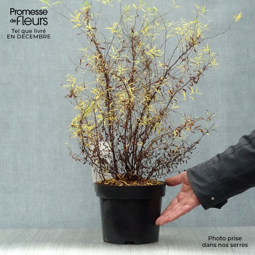 Spécimen de Spiraea thunbergii - Spirée de Thunberg tel que livré en hiver