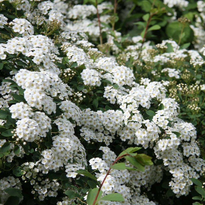 Spiraea arguta - Spirée blanche (Floraison)