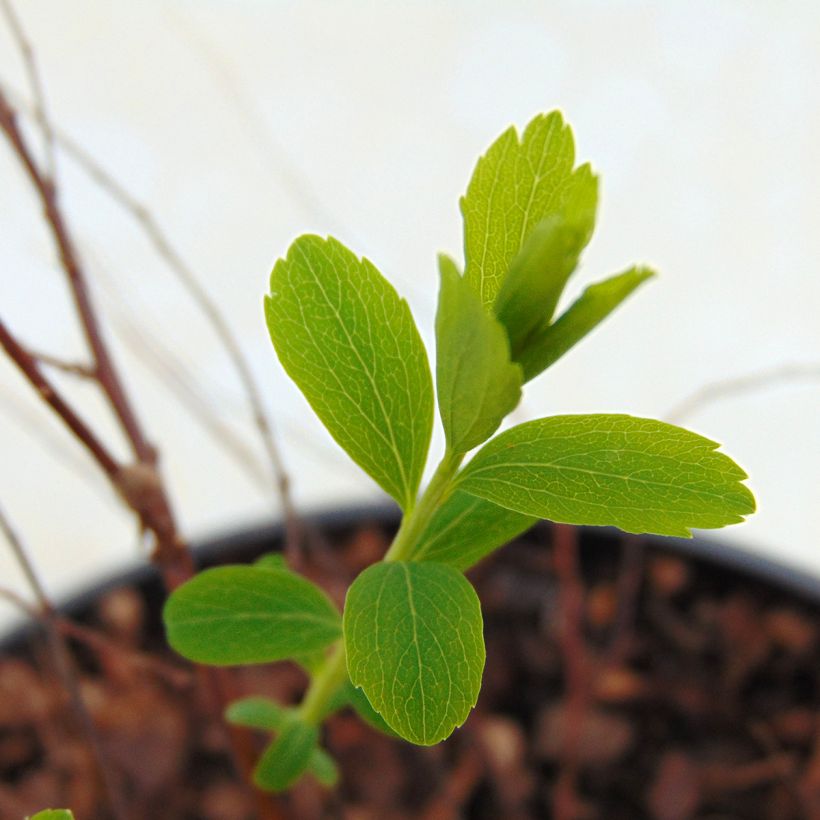 Spiraea arguta - Spirée blanche (Feuillage)