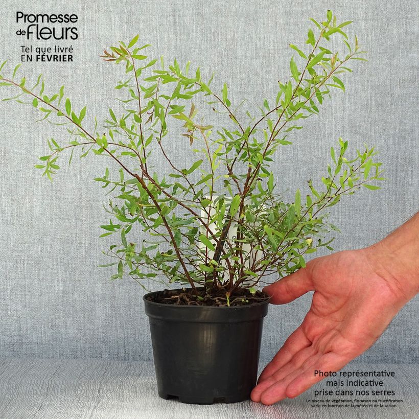 Spécimen de Spiraea arguta - Spirée blanche Pot de 1L/1,5L tel que livré en automne
