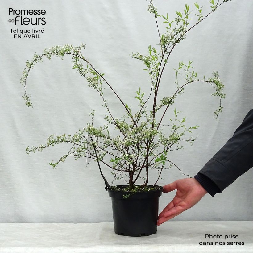 Spécimen de Spiraea arguta - Spirée blanche en pot de 3/4L tel que livré au printemps