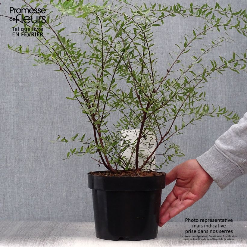 Spécimen de Spiraea arguta - Spirée blanche Pot de 3L/4L tel que livré en automne