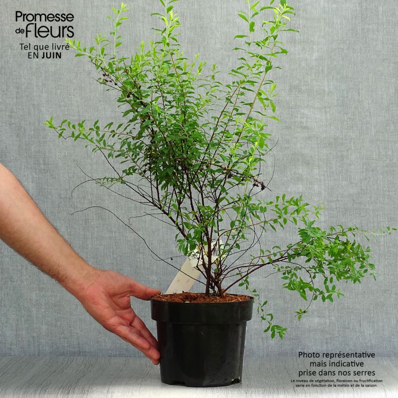 Spécimen de Spiraea arguta - Spirée blanche Pot de 3L/4L tel que livré en été