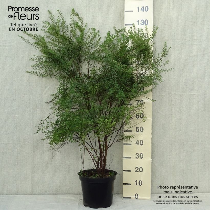 Spécimen de Spiraea arguta - Spirée blanche tel que livré en automne