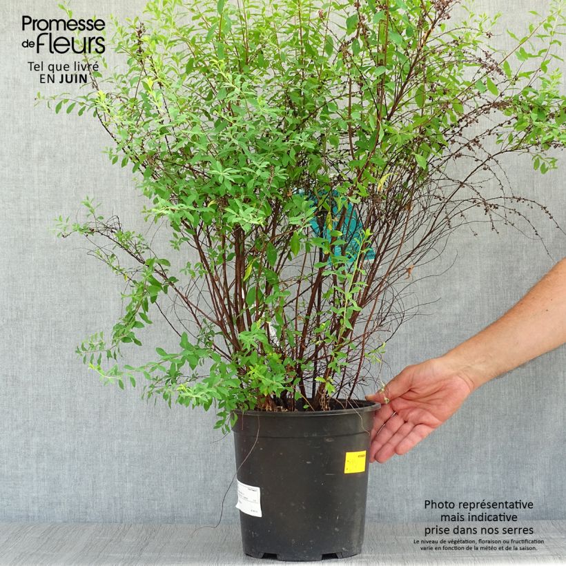 Spécimen de Spiraea arguta - Spirée blanche Pot de 7,5L/10L tel que livré en été