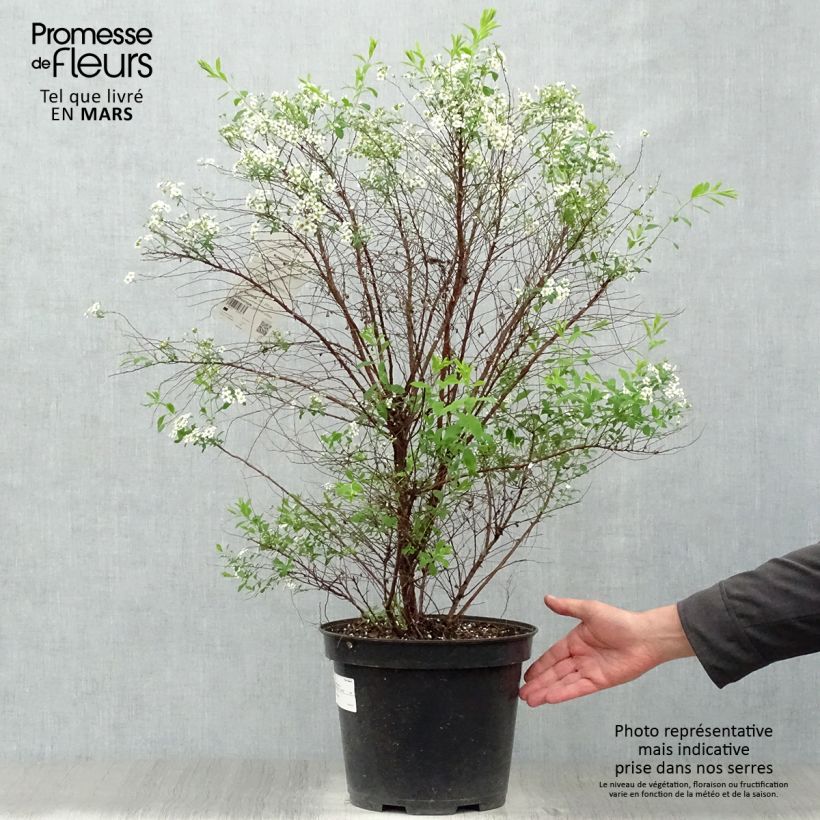 Spécimen de Spiraea arguta - Spirée blanche en pot de 7,5L/10L tel que livré au printemps