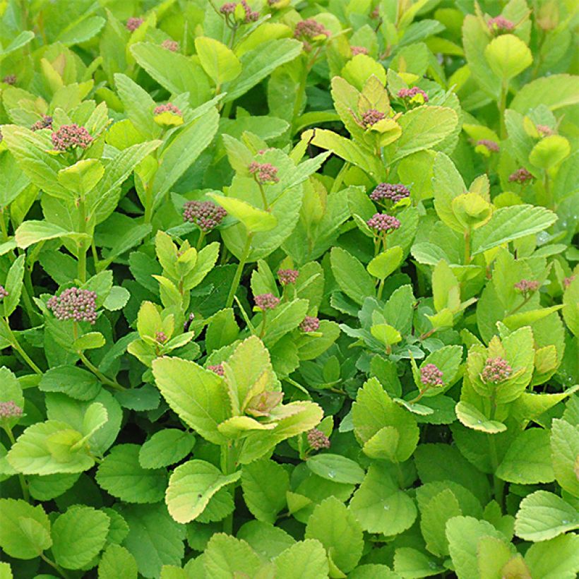 Spirée à feuille de bouleau Pink Sparkler - Spiraea betulifolia (Feuillage)