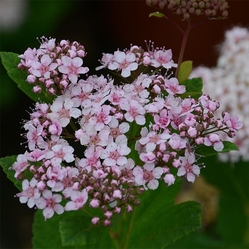 Spirée à feuille de bouleau Pink Sparkler - Spiraea betulifolia (Floraison)