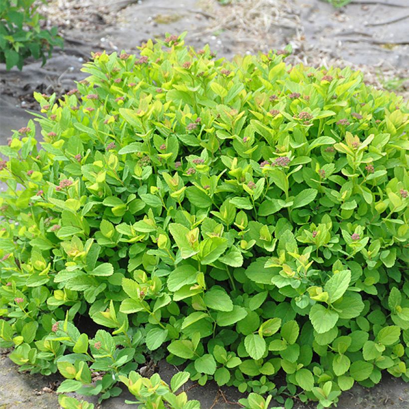 Spirée à feuille de bouleau Pink Sparkler - Spiraea betulifolia (Port)