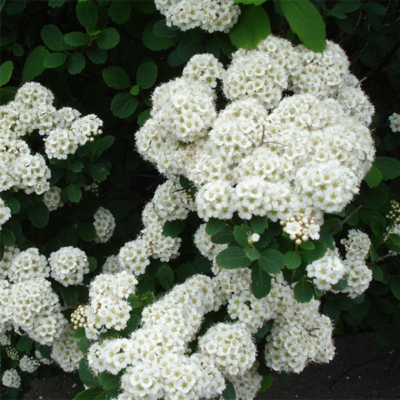 Spirée à feuilles de bouleau Tor - Spiraea betulifolia (Floraison)