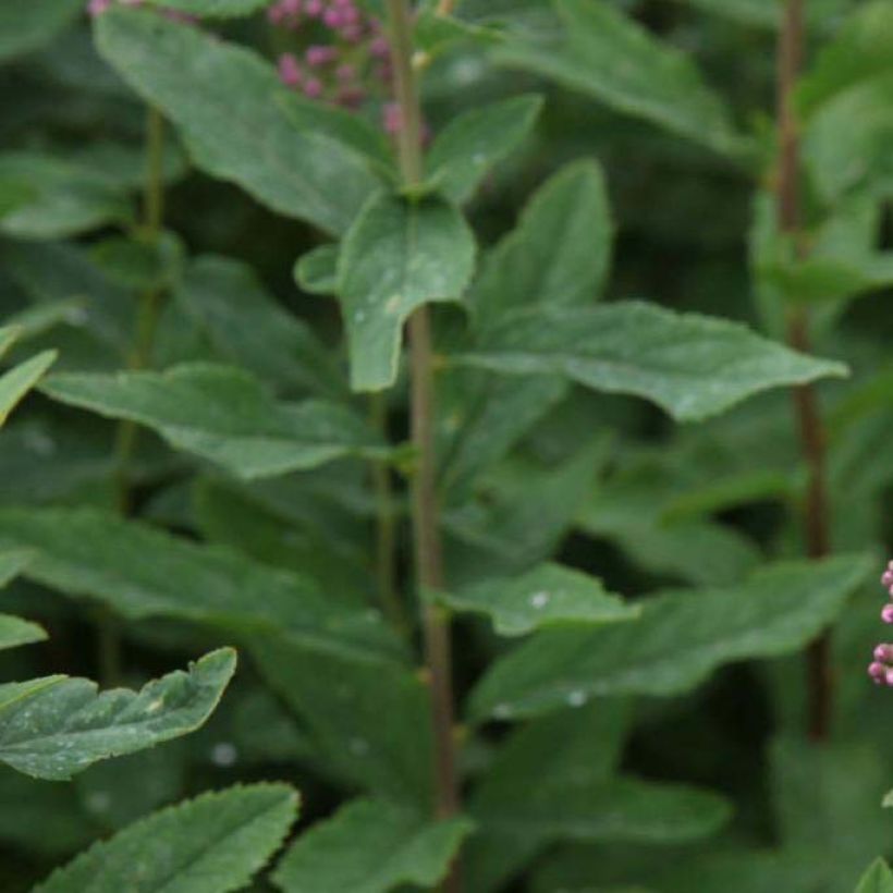 Spiraea billardii - Spirée (Feuillage)