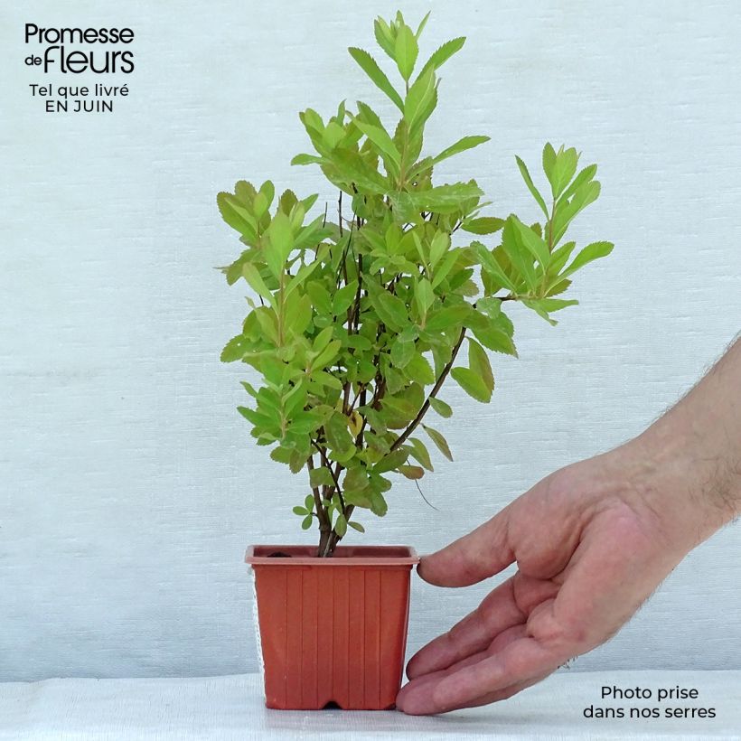 Spécimen de Spiraea billardii - Spirée Godet de 8/9 cm tel que livré en été