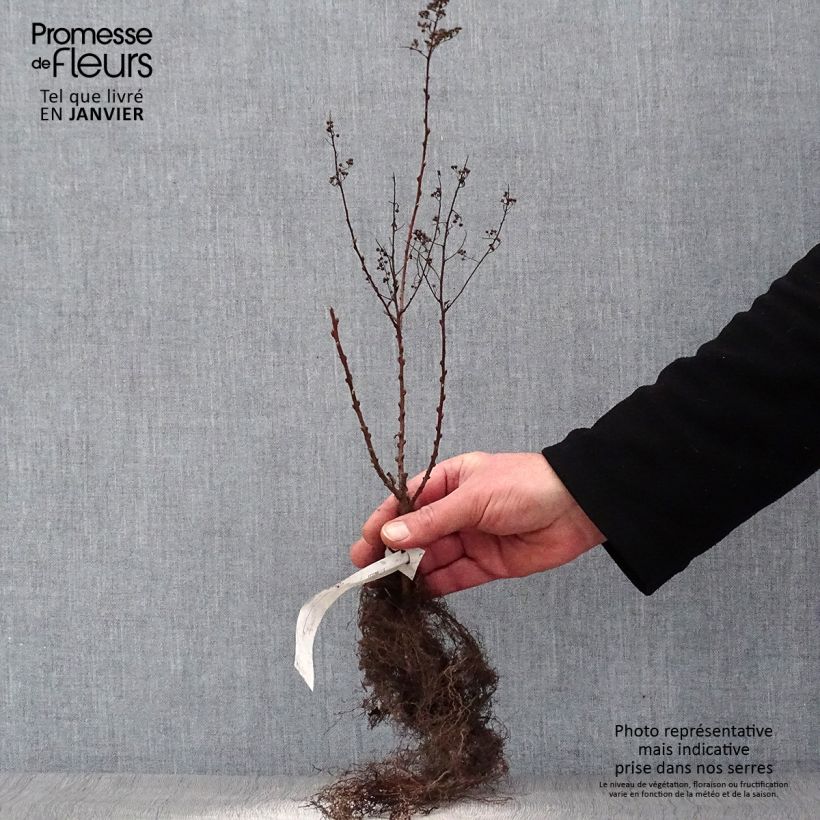 Spécimen de Spiraea billardii - Spirée Petites Racines nuesHauteur livrée env. 40/60cm tel que livré en hiver