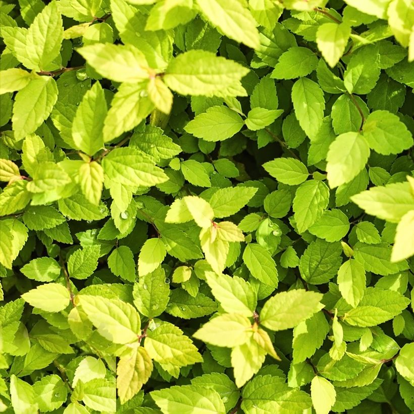 Spiraea chamaedryfolia - Spirée à feuilles de petit-chêne (Feuillage)