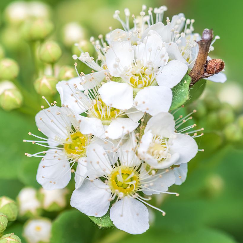 Spiraea chamaedryfolia - Spirée à feuilles de petit-chêne (Floraison)