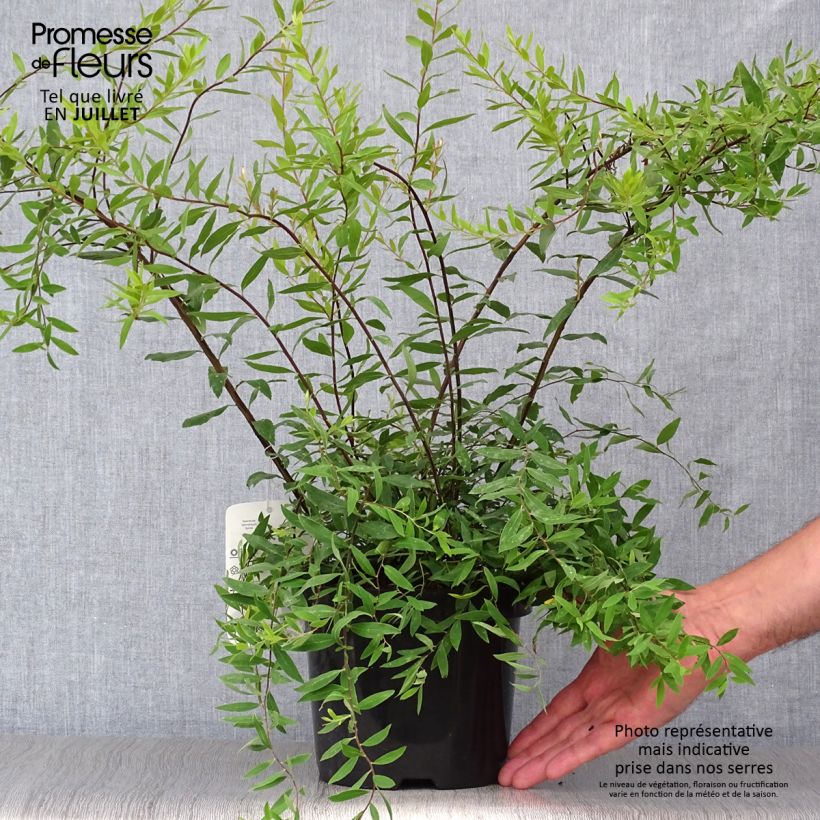 Spécimen de Spiraea cinerea Graciosa-Spirée dentelée Pot de 2L/3L tel que livré en été